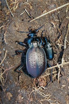 Carabus goryi by (c) Kristof Zyskowski, some rights reserved (CC BY), uploaded by Kristof Zyskowski. Used under a CC-BY license.