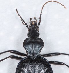 Scaphinotus interruptus by (c) Don Loarie, some rights reserved (CC BY), uploaded by Don Loarie. Used under a CC-BY license.