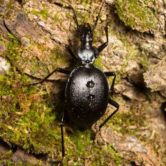 Scaphinotus interruptus by (c) Ken-ichi Ueda, some rights reserved (CC BY), uploaded by Ken-ichi Ueda. Used under a CC-BY license.