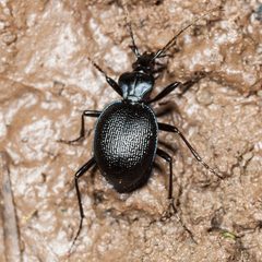 Scaphinotus interruptus by (c) Ken-ichi Ueda, some rights reserved (CC BY), uploaded by Ken-ichi Ueda. Used under a CC-BY license.