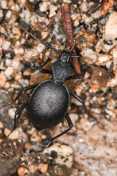 Scaphinotus rugiceps by (c) Trevor Van Loon, some rights reserved (CC BY), uploaded by Trevor Van Loon. Used under a CC-BY license.