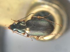 Chlaenius brevilabris by no rights reserved, uploaded by Nick Bédard. Used under a CC0 license.