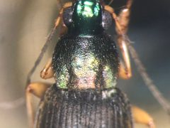 Chlaenius brevilabris by no rights reserved, uploaded by Nick Bédard. Used under a CC0 license.