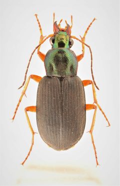 Chlaenius brevilabris by no rights reserved, uploaded by Nick Bédard. Used under a CC0 license.