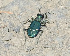 Cicindela depressula by (c) Ben Meredyk, some rights reserved (CC BY), uploaded by Ben Meredyk. Used under a CC-BY license.