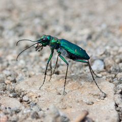 Cicindela depressula by (c) Ken-ichi Ueda, some rights reserved (CC BY). Used under a CC-BY license.