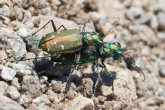 Cicindela depressula by (c) Ken-ichi Ueda, some rights reserved (CC BY), uploaded by Ken-ichi Ueda. Used under a CC-BY license.