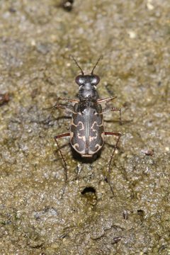 Cicindelidia trifasciata by (c) Laura Gaudette, some rights reserved (CC BY), uploaded by Laura Gaudette. Used under a CC-BY license.