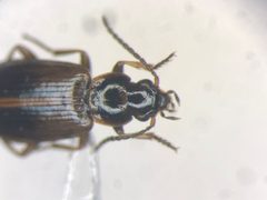 Dicheirotrichus cognatus by no rights reserved, uploaded by Nick Bédard. Used under a CC0 license.