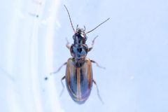Dicheirotrichus cognatus by (c) Owen Strickland, some rights reserved (CC BY), uploaded by Owen Strickland. Used under a CC-BY license.