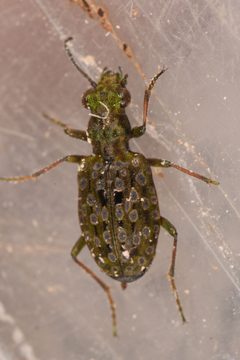 Elaphrus americanus americanus by (c) Trevor Van Loon, some rights reserved (CC BY), uploaded by Trevor Van Loon. Used under a CC-BY license.