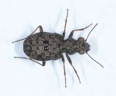 Elaphrus finitimus by (c) Don Loarie, some rights reserved (CC BY). Used under a CC-BY license.