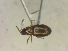 Elaphropus tripunctatus by no rights reserved, uploaded by Nick Bédard. Used under a CC0 license.