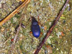 Chlaenius fuscicornis by (c) Michelle W. （鍾偉瑋）, some rights reserved (CC BY), uploaded by Michelle W. （鍾偉瑋）. Used under a CC-BY license.