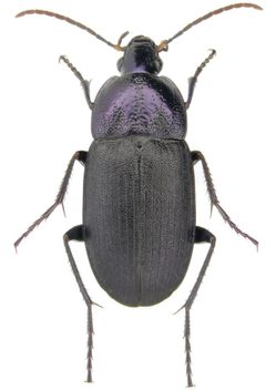 Chlaenius purpuricollis by (c) Yves Bousquet, some rights reserved (CC BY). Used under a CC-BY license.