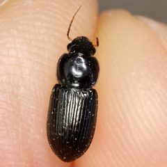Discoderus aequalis by (c) Catherine C. Galley, some rights reserved (CC BY), uploaded by Catherine C. Galley. Used under a CC-BY license.