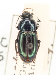 Harpalus amputatus by no rights reserved, uploaded by Robbie Hannawacker. Used under a CC0 license.