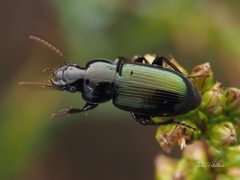 Harpalus amputatus by (c) Thilina Hettiarachchi, some rights reserved (CC BY), uploaded by Thilina Hettiarachchi. Used under a CC-BY license.
