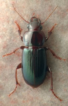 Harpalus amputatus by (c) David R. Madison, some rights reserved (CC BY). Used under a CC-BY license.