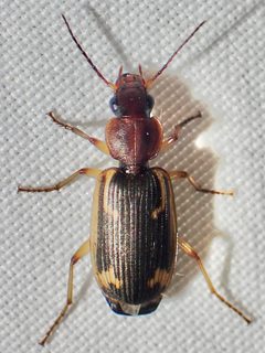 Apenes hilariola by (c) Sue Carnahan, some rights reserved (CC BY), uploaded by Sue Carnahan. Used under a CC-BY license.