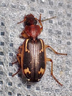 Apenes hilariola by (c) Sue Carnahan, some rights reserved (CC BY), uploaded by Sue Carnahan. Used under a CC-BY license.