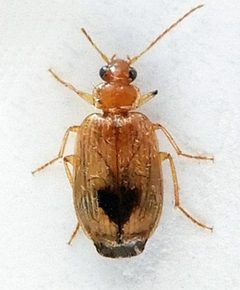 Lebia abdita by (c) jimeckert49, some rights reserved (CC BY). Used under a CC-BY license.