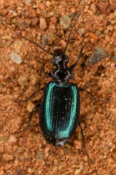 Lebia cyanipennis by (c) Trevor Van Loon，保留部分权利（CC BY）, 由 Trevor Van Loon 上传. Used under a CC-BY license.