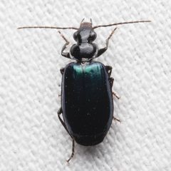 Lebia cyanipennis by (c) Ken-ichi Ueda，保留部分权利（CC BY）, 由 Ken-ichi Ueda 上传. Used under a CC-BY license.