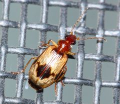 Lebia subrugosa by (c) Andrew Meeds, some rights reserved (CC BY), uploaded by Andrew Meeds. Used under a CC-BY license.