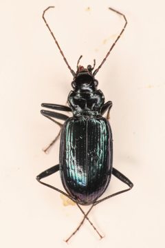 Nebria schwarzi by (c) Trevor Van Loon, some rights reserved (CC BY), uploaded by Trevor Van Loon. Used under a CC-BY license.