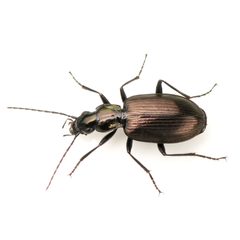 Anchomenus aeneolus by (c) Koji Shiraiwa, some rights reserved (CC BY), uploaded by Koji Shiraiwa. Used under a CC-BY license.