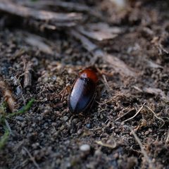 Calathus ruficollis grandicollis by (c) Chris Ratzlaff, some rights reserved (CC BY), uploaded by Chris Ratzlaff. Used under a CC-BY license.