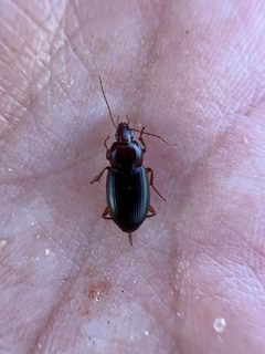 Calathus ruficollis ignicollis by (c) Carlos A. Armenta, some rights reserved (CC BY), uploaded by Carlos A. Armenta. Used under a CC-BY license.