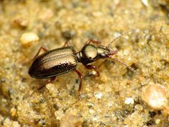Scaritinae by (c) Katja Schulz, some rights reserved (CC BY), uploaded by Katja Schulz. Used under a CC-BY license.