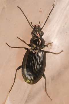 Bembidion haruspex by (c) Trevor Van Loon, some rights reserved (CC BY), uploaded by Trevor Van Loon. Used under a CC-BY license.