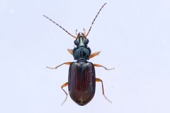 Bembidion planum by (c) Owen Strickland, some rights reserved (CC BY), uploaded by Owen Strickland. Used under a CC-BY license.