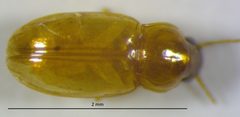 Elaphropus anceps by no rights reserved, uploaded by Adam Kranz. Used under a CC0 license.