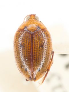 Peltodytes simplex by no rights reserved, uploaded by Robbie Hannawacker. Used under a CC0 license.