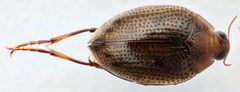 Peltodytes simplex by (c) Matthew Pintar, some rights reserved (CC BY), uploaded by Matthew Pintar. Used under a CC-BY license.