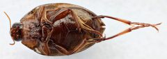 Peltodytes simplex by (c) Matthew Pintar, some rights reserved (CC BY), uploaded by Matthew Pintar. Used under a CC-BY license.