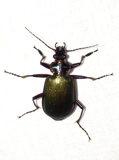 Calosoma scrutator by (c) Samuel Paul Galick, some rights reserved (CC BY), uploaded by Samuel Paul Galick. Used under a CC-BY license.