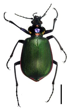 Calosoma scrutator by (c) David Hill, some rights reserved (CC BY). Used under a CC-BY license.