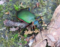 Calosoma scrutator by (c) David Hill, some rights reserved (CC BY). Used under a CC-BY license.