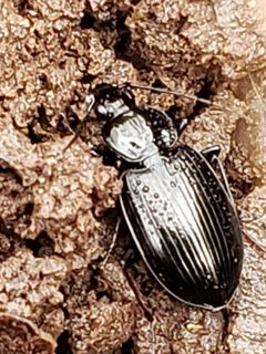 Agonum moerens by (c) Mark Richman, some rights reserved (CC BY), uploaded by Mark Richman. Used under a CC-BY license.