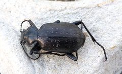 Calosoma frigidum by (c) Doug Macaulay, some rights reserved (CC BY), uploaded by Doug Macaulay. Used under a CC-BY license.