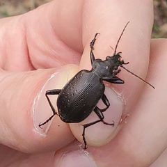 Calosoma frigidum by (c) Bennett Grappone, some rights reserved (CC BY), uploaded by Bennett Grappone. Used under a CC-BY license.