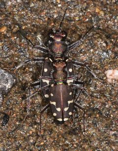 Cicindela oregona guttifera by (c) Don Loarie, some rights reserved (CC BY). Used under a CC-BY license.