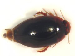 Agabus punctatus by (c) Matthew Pintar, some rights reserved (CC BY), uploaded by Matthew Pintar. Used under a CC-BY license.