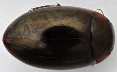 Agabus punctatus by (c) Matthew Pintar, some rights reserved (CC BY), uploaded by Matthew Pintar. Used under a CC-BY license.