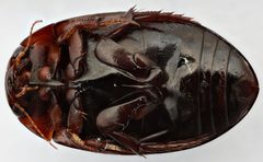 Agabus punctatus by (c) Matthew Pintar, some rights reserved (CC BY), uploaded by Matthew Pintar. Used under a CC-BY license.